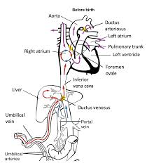 Image result for Fetal Circulation