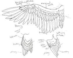 Carter hv, gray h (1918). Wing Anatomy By Niffler13 On Deviantart Wing Anatomy Wings Drawing Wings Sketch