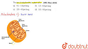 In the dark reactions, carbon molecules now independent of oxygen are converted into carbohydrates and stored in plant cells as energy and food source. The Size Of Mitochondria In Plant Cell Is Youtube