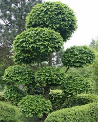 Gartenbonsai Formgeholze Im Japanischen Stil Gartenbonsai Asiatischer Garten Garten