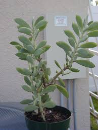 Image result for Senecio propior