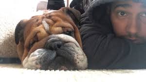Lewis hamilton has been left heartbroken at the death of his beloved bulldog, coco. Playing With Roscoe And Coco Lewis Hamilton Vlogs Youtube