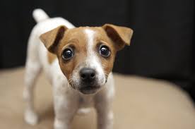 Cute jack russell terrier dog is looking aside at something. 16 Dogs That Look Like Skibby Ideas Jack Russell Terrier Jack Russell Dogs