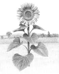 Realistic sunflower drawing, colored with markers. Pencil Realistic Pencil Sunflower Drawing Novocom Top
