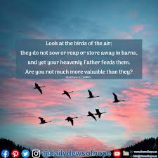 Look At The Birds Of The Air Niv Pin On Woah