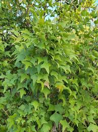 Image result for Erythrina excelsa