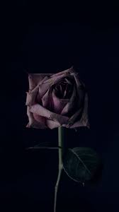 We have a massive amount of desktop and mobile backgrounds. Rose Flower Black Background Bud Wallpaper Black Background Wallpaper Flowers Black Background Dark Wallpaper