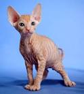 Sphynx cat | 10 of the best pets for allergy sufferers ...