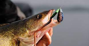 Many People Misconceive Summer Walleyes As Being Lethargic And Difficult To Catch But That Really Isn T The Case Summer I Fish Fishing Tips Bass Fishing Tips