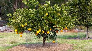 Mulch is most commonly made from bark or wood chippings, but it can also be made of grass clippings or pine needles, among other things. Best Backyard Citrus Care Burke S Backyard