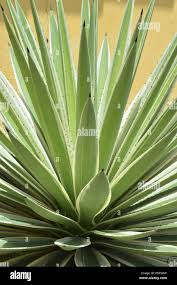 Image result for Agavaceae