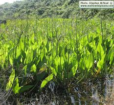 Image result for Alisma plantago-aquatica