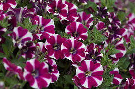 Check spelling or type a new query. 12 Annual Flowers That Can Take The Cold Costa Farms