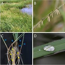 Image result for Oryza longistaminata