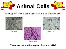 Check spelling or type a new query. Plant And Animal Cells Grade 4 Unit 3 Lesson 1 Topics Covered Cell Definition Parts Of Plant And Animal Cells Comparison Of Plant And Animal Cells Different Ppt Download