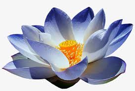 Attributing in the right way help us grow and create even more free content. Blue Lotus Png Vector Black And White Library Flor De Lotus Png Image Transparent Png Free Download On Seekpng