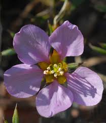 Image result for Fagonia