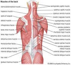 The fibres attach to the clavicle, acromion and the scapula spine. Muscle Charts Massagelongbeachca Com