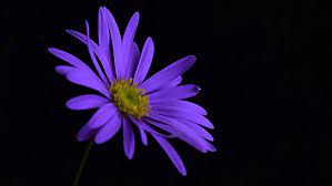 Lavender flowers field monochrome 5k. 1920x1080 Purple Flower Blossom Laptop Full Hd 1080p Hd 4k Wallpapers Images Backgrounds Photos And Pictures