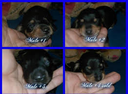 The name dachshund, means badger dog, which says it all. Dachshund Puppies For Sale In Denison Iowa Classified Americanlisted Com