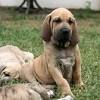 Te hablamos del fila brasileiro, un perro especial, tanto por su apariencia como por su carácter. 1