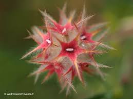 Image result for Trifolium