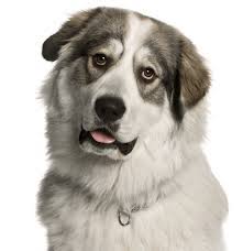 We did not find results for: Great Pyrenees Puppies For Sale Adoptapet Com
