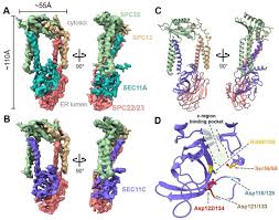 7.3.3.2 circuit breaker maintenance and installation to. Structure Of The Human Signal Peptidase Complex Reveals The Determinants For Signal Peptide Cleavage Biorxiv