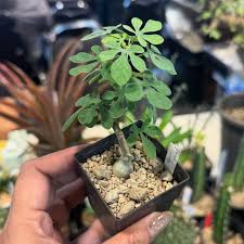 Image result for Adenia panduriformis