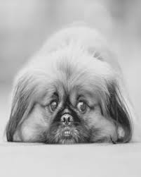 Take your coloring to the next level with this advanced adult coloring book of pekingese this beautifully unique coloring book features: Dog Lovers Adult Coloring Book Order Coloring Books And Notebooks