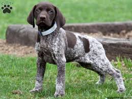 German Shorthaired Pointer Puppies Google Search German Shorthair Pointer German Short Hair Poin German Shorthaired Pointer Dog Pointer Puppies Pointer Dog