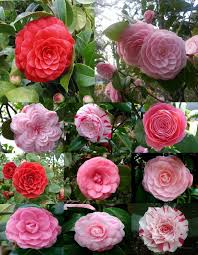 Japanese Camellia Rose Of Winter Flowers Pink Flowers Rose