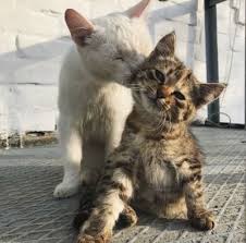 Dora Unlu Adli Kullanicinin Kedi Panosundaki Pin Cok Sirin Hayvanlar Sevimli Kediler Kedi Kopek