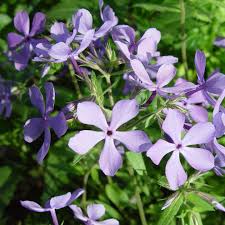 As we spring forward this weekend, we're one step closer to scenic garden  strolls and exciting springtime adventures! 🌸🌿 Who else is ready for  warmer days ahead? 📸 Les Kipp 📸 Leslie
