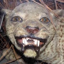 Increasing conflict between people and leopards in the 20th century led to their demonization and determined attempts to exterminate. Zanzibar Leopard Zanzibarleopard Twitter