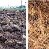 Efb stands for empty fruit bunch. Empty Fruit Bunches Left And Oil Palm Fibers Right Download Scientific Diagram