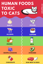 Human Foods Toxic To Cats Human Food Cats Cat Facts Funny