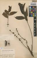 Image result for Pachylobus