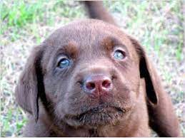 Striving for excellent quality with emphasis on temperament, conformation, intelligence and all around health. Chocolate Labrador Puppies