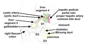 Bile is secreted by t. Biliary Tree Relationship Download Scientific Diagram