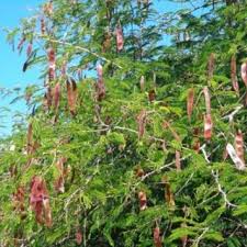 Image result for Rhynchosia holstii