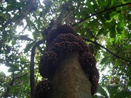 Image result for Englerophytum natalense