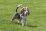 Beagle Dog Breed Information and Pictures