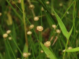 Image result for Eriocaulon truncatum