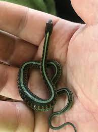 The garden snake moniker stems from how frequently garter snakes are found in gardens and yards, where they prosper amid moist soil conditions garter snake description & range. My New Baby Garter Snakes