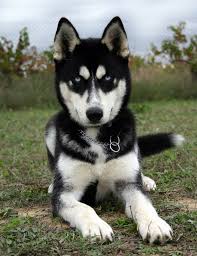 Black And Brown Husky No An Alaskan Husky Is Not The Same As A Siberian Husky Siberian Husky Dog Husky Dogs Husky Puppy