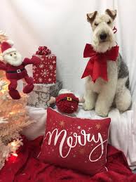 Merry Christmas Christmas Animals Pet Holiday Christmas Cats