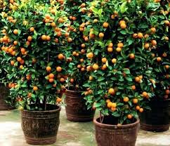Tapi masalahnya, tidak semua jenis buah bisa tumbuh di dalam wadah. Jenis Tanaman Buah Buahan Yang Dapat Ditanam Di Pot Kecil Garden Center