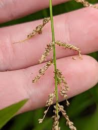 Image result for Steinchisma laxum