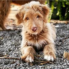 We did not find results for: Bordoodle Puppies For Sale Beautiful Puppies For Sale Facebook
